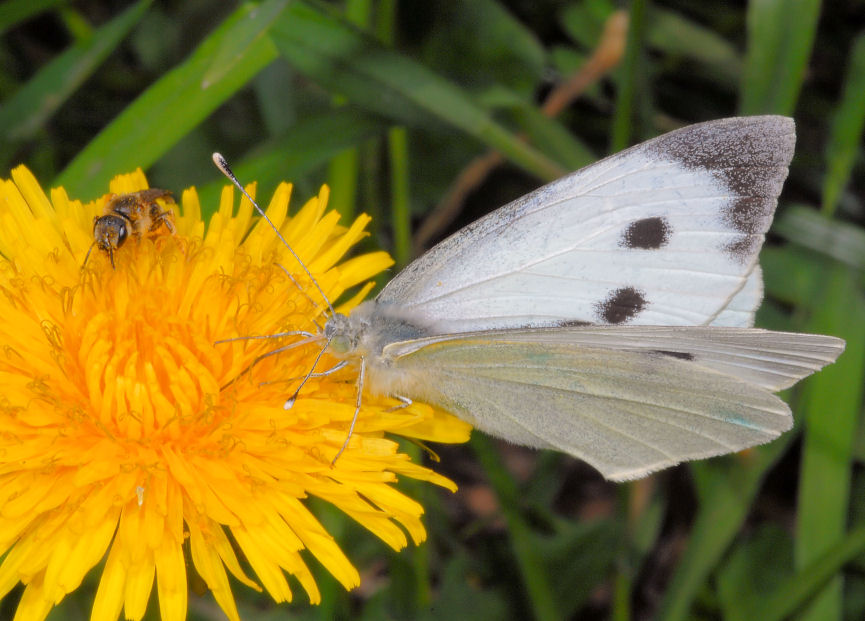 Pieris rapae show e sirfidi svolazzanti